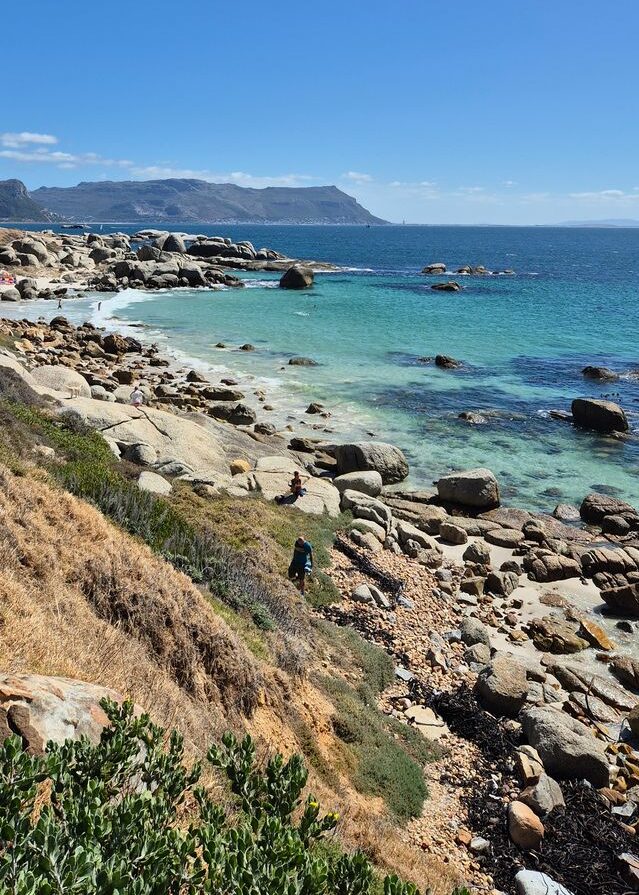 Willkommen am Boulders Beach, einer der eindrucksvollsten Küstenlandschaften Südafrikas! Das Bild zeigt den malerischen Kontrast zwischen dem kristallklaren, türkisblauen Ozean und den weichen, goldenen Sandbuchten, eingerahmt von beeindruckenden Granitfelsen. Die sanften Wellen umspülen das Ufer, während das Sonnenlicht das Meer in funkelnde Reflexe taucht – ein Traum für Naturliebhaber und Erholungssuchende. Boulders Beach ist nicht nur für seine atemberaubende Schönheit bekannt, sondern auch für seine einzigartigen Bewohner – die berühmten afrikanischen Pinguine! Wer Glück hat, kann die charmanten Tiere in ihrer natürlichen Umgebung beobachten, während sie über die Felsen watscheln oder sich in der Sonne ausruhen. Diese exklusive Küstenregion ist ideal für einen luxuriösen Südafrika-Roadtrip und bietet unvergessliche Abenteuer entlang der Kap-Halbinsel. Ob beim Entspannen am Strand, beim Erkunden der Natur oder auf einer spektakulären Panorama-Tour mit MHS Reisen – hier erlebt man Südafrika von seiner schönsten Seite!