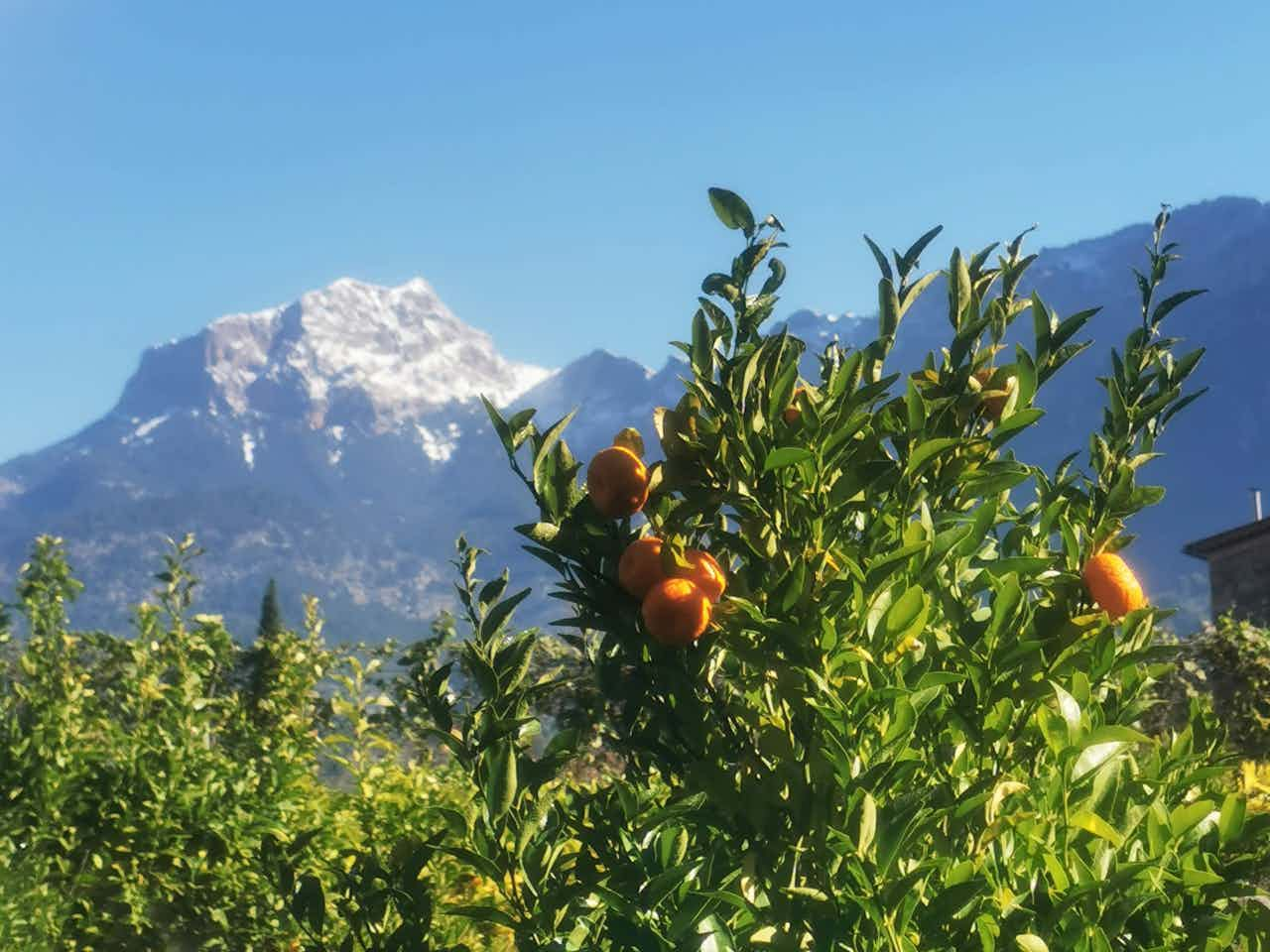 Mallorca Orangen