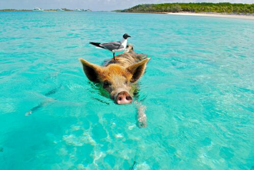 Ein schwimmendes Schwein in kristallklarem, türkisblauem Wasser der Bahamas, mit einer Möwe auf seinem Rücken. Die berühmten schwimmenden Schweine von Exuma sind eine außergewöhnliche Attraktion für Reisende, die tropische Strände, Abenteuer und tierische Begegnungen in einem paradiesischen Ambiente erleben möchten.